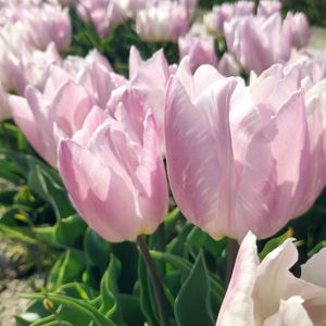 チューリップ,チューリップ・キャンディプリンス,可愛い〜♡,ピンクの花,今日のお花の画像