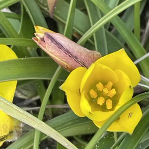 チューリップ,花壇,ガーデニング,山野草,ユリ科の画像