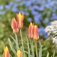 アジュガ,チューリップ,ワスレナグサ,クリーピングタイム,原種チューリップの画像