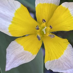 チューリップ,花壇,ガーデニング,山野草,ユリ科の画像