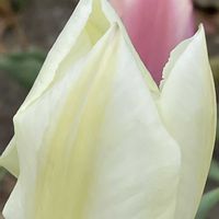 チューリップ,花壇,ガーデニング,山野草,ユリ科の画像