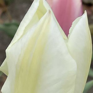 チューリップ,花壇,ガーデニング,山野草,ユリ科の画像