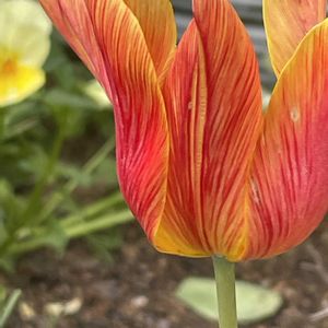 チューリップ,花壇,ガーデニング,山野草,ユリ科の画像