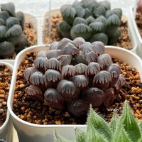 ハオルチア,ドドソン紫オブツーサ,ドドソン紫オブツーサ,多肉植物,no green no lifeの画像