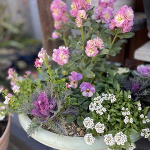 寄せ植え,玄関の画像