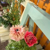 アネモネ,アネモネ,アネモネ・凛々花,ベランダガーデン,ガーデニングの画像