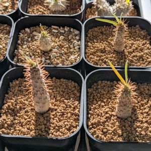 パキポディウム・グラキリス,実生,パキポディウム属,今日の一枚,冬越しの画像