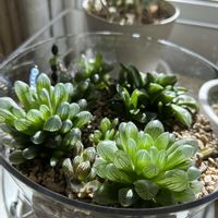 オブツーサ,多肉植物,多肉寄せ植え,ハオルチア属,ど〜なる多肉ちゃんの画像