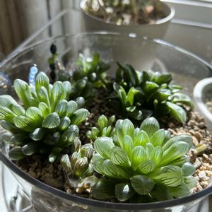 オブツーサ,多肉植物,多肉寄せ植え,ハオルチア属,ど〜なる多肉ちゃんの画像