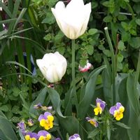 多肉植物,ベランダガーデン,白い花,癒し,花散歩の画像