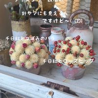 今庭,多肉植物,ドライフラワー,ガーデニング,ナチュラルガーデンの画像