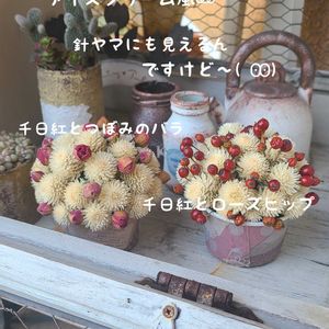 今庭,多肉植物,ドライフラワー,ガーデニング,ナチュラルガーデンの画像