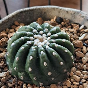 ノトカクタスユーベルマニアナス,ノトカクタスユーベルマニアナス,成長記録,植中毒,植物好きの画像