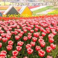 チューリップ,チューリップ,ムスカリ,アイスチューリップ,アイスチューリップの画像