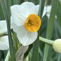 スイセン,スイセン,新宿御苑,白い花,ヒガンバナ科の画像