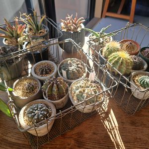 成長記録,植中毒,植物好き,リビング・ダイニングの画像