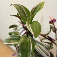 ハイビスカス,出窓,トラディスカンチア ,災害復旧の祈り,能登応援の画像