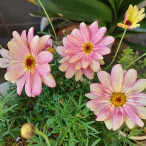 マーガレット,綺麗〜❤️,玄関前,ピンク大好きの画像