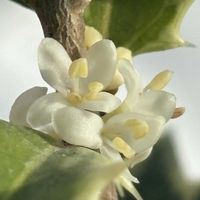 ヒイラギ,ヒイラギ,冬〜,白い水曜日♡,白い花で癒されたい♡の画像