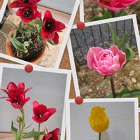 部屋,小さな庭の画像