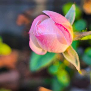 鉢植え,花のある暮らし,スマホ撮影,ピンク色の花,小庭の花の画像