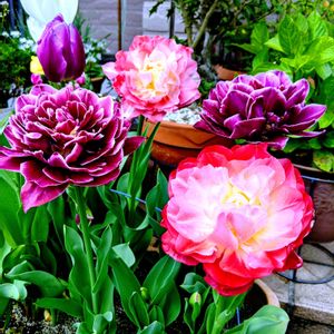 チューリップ,祈る震災復興,花のある暮らし,緑のある暮らし,岐阜県の画像