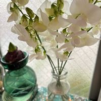 癒し,ありがとう♡,クロッカス水栽培,ヒヤシンス水栽培,優しい気持ち♡の画像