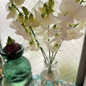 癒し,ありがとう♡,クロッカス水栽培,ヒヤシンス水栽培,優しい気持ち♡の画像