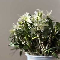 デンドロビウム,デンドロビウム　エンジェルベイビー‘グリーン愛’,リビングの画像