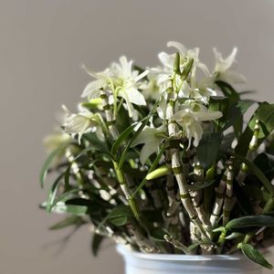デンドロビウム,デンドロビウム　エンジェルベイビー‘グリーン愛’,リビングの画像
