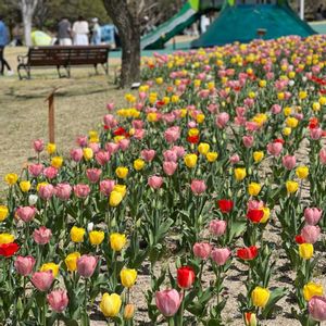 チューリップ,今日のお花,スマホ撮,ぎふワールドローズガーデン,昨年の福ですの画像