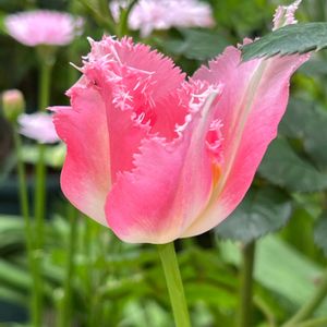 チューリップ,花のある暮らし,春のお花,今日のお花,がんばる♡の画像