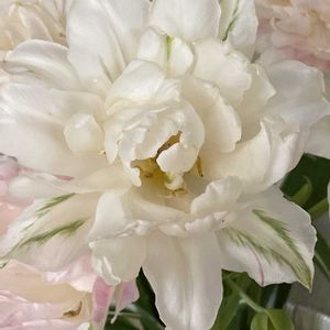 チューリップ,八重咲きチューリップ,花のある暮らし,過去pic,小さな庭の画像