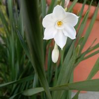 スイセンの画像