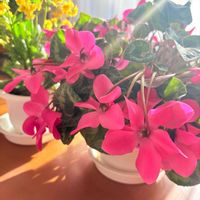 カランコエ,シクラメン,つなぐ、つながる,リビング・ダイニング,玄関内側の画像