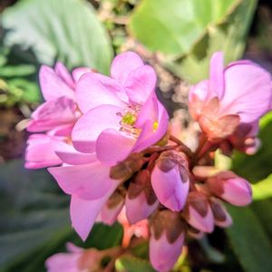 ヒマラヤユキノシタ,ヒマラヤユキノシタ,小さな庭の画像