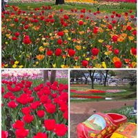 チューリップ,チューリップ,プリムラ マラコイデス,プリムラ・スターフィーバー,昭和記念公園の画像