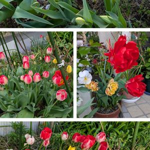 倉庫横の花壇,玄関アプローチの画像