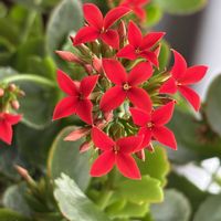 カランコエ,カランコエ,カランコエ,ＧＳだヨ！全員集合,リビング・ダイニングの画像