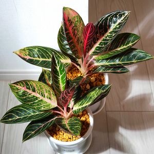 アグラオネマ,アグラオネマ プライドオブスマトラ,観葉植物,アグラオネマ属,植中毒の画像