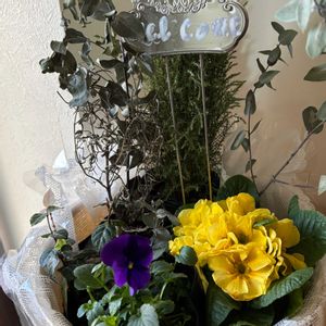 パンジー,フラワーアレンジメント,ビオラ・パンジーの画像