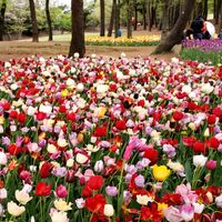 チューリップ,チューリップ,ツツジ,ひたち海浜公園,今日のお花の画像