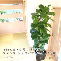 ゴムの木,カシワバゴム,フィカスリラータ,カシワバ　ゴムの木,観葉植物の画像