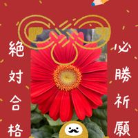 サボテン,お花大好き♡,キッチン,和室,玄関アプローチの画像