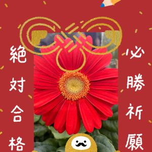 サボテン,お花大好き♡,キッチン,和室,玄関アプローチの画像