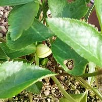 クリスマスローズ,つぼみ好き,蕊好き,バルコニー/ベランダの画像