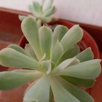 トップスプレンダー,東北人花の会,チーム魔女っ子,yu ＆ゆうクラブ,✨ひだまり✨の画像