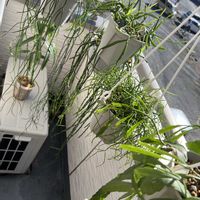 リプサリス,かわいい,観葉植物,癒し,おうち園芸の画像