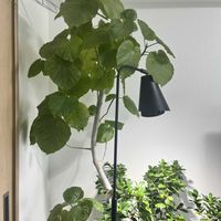 フィカス　ウンベラータ,リビング・ダイニングの画像