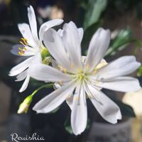 レウィシア,白い花,しぞーか勢,バラと夢CLUB,おうち園芸の画像